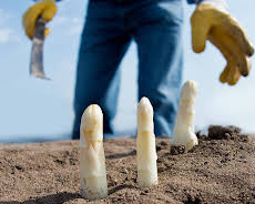 Spargel ohne Folie - Anders Ackern in Kalkwitz