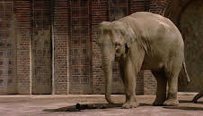 Elefant, Tiger & Co. (270)