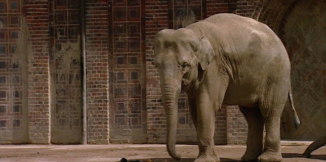 10:35: Elefant, Tiger & Co. (270) | MDR Fernsehen | 12/2 2025