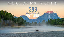 Världens natur: 399 Kändisbjörnen från Wyoming