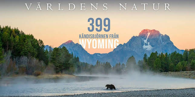 20:00: Världens natur: 399 Kändisbjörnen från Wyoming | SVT2 | 11/12 2025