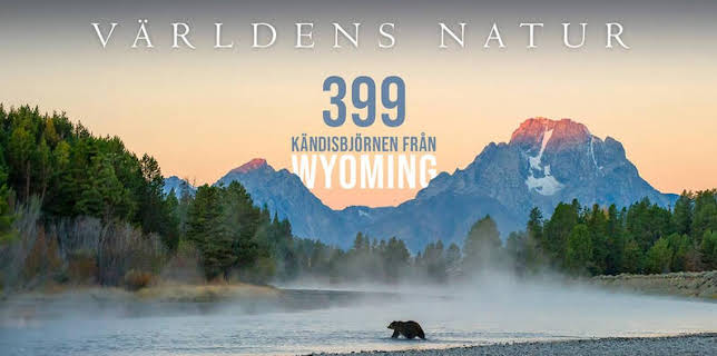 Världens natur: 399 Kändisbjörnen från Wyoming