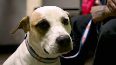 2:00 PM: Dr. Jeff: Rocky Mountain Vet (S6) | Discovery Channel | 9/2 2026