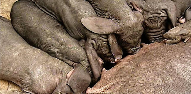 17:05: Panda, Gorilla & Co. (72) | RBB Fernsehen | 2/16 2026