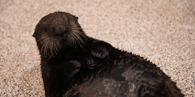 07:40: The Aquarium (S2 E4) (S2) | Animal Planet | 12/11 2025