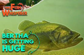 The Fish Whisperer: Bertha the Bass is Getting Huge!
