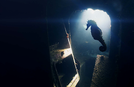 Mediterranean: Life Under Siege: The Guardians of the Mediterranean