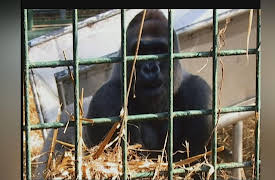 Crocodile Hunter Diaries: British Gorillas