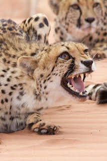 09:15: El ataque de los felinos | Nat Geo Wild | 3/7 2026