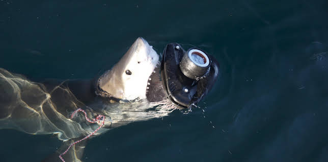 20:00: Into the Shark Bite | Animal Planet | 11/12 2025