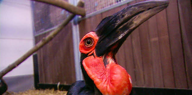 10:35: Elefant, Tiger & Co. (277) | MDR Fernsehen | 12/11 2025