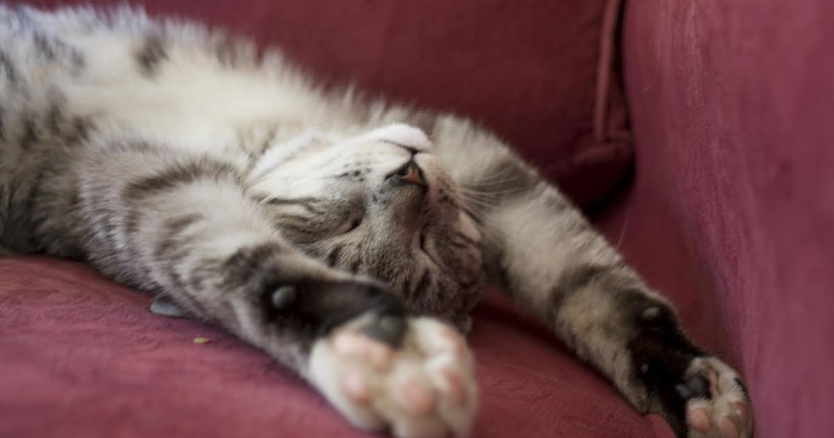 1/11 09:25 | Cats of Claw Hill på Animal Planet