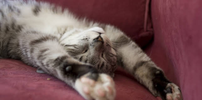 23:00: Cats of Claw Hill (S1 E1) (S1) | Animal Planet | 12/8 2025