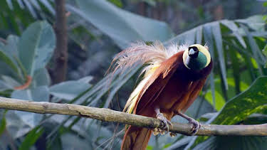 10:00 PM: Conaltradh Creutairean/Wild Talk (S1 E2) (S1) | BBC Alba | 1/15 2026