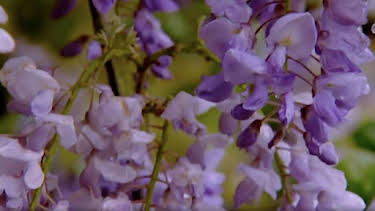 6:30 AM: The A to Z of TV Gardening | BBC Two | 10/4 2026