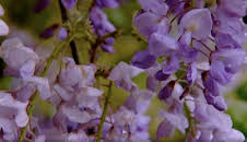 The A to Z of TV Gardening