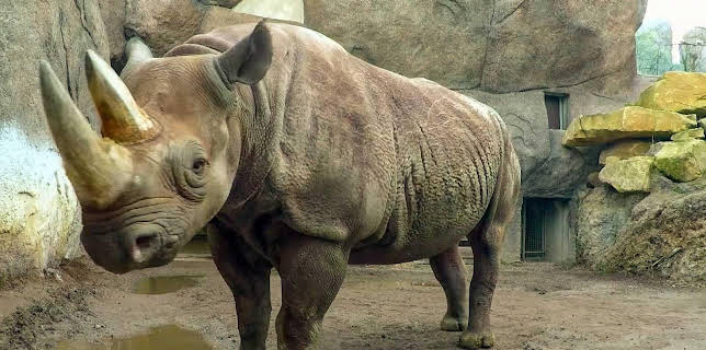 10:35: Elefant, Tiger & Co. | MDR Fernsehen | 12/4 2025