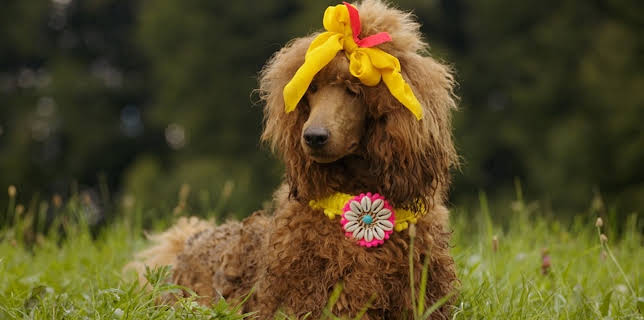 08:40: Racko - Ein Hund für alle Fälle (10/13) | Das Erste | 2/15 2026