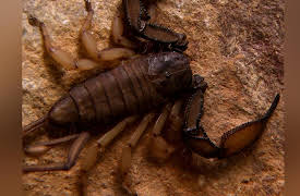 Deadly Hunters S1: Venom