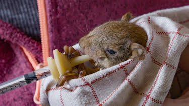 11:05: Villdyrhjerte: Ekornbarnehage | NRK 2 | 5/2 2026