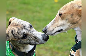 Dog Training 101: Understanding Your Dog's Behavior