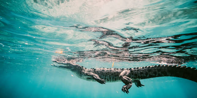 23:00: I Was Prey (S3 E6) (S3) | Animal Planet | 11/21 2025