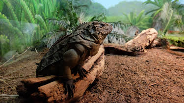 06:50: The Zoo (S4 E1) (S4) | Animal Planet | 4/6 2026