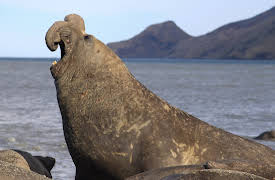 Big Beasts: The Elephant Seal