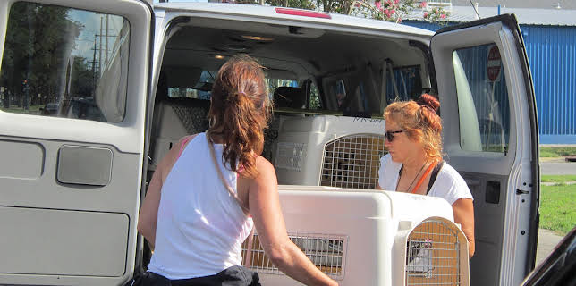 15:00: Pit Bulls & Parolees (S4 E7) (S4) | Animal Planet | 12/16 2025