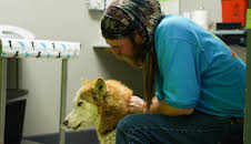 Dr. Jeff: Rocky Mountain Vet