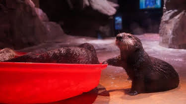 8:00 AM: The Aquarium (S2) | Discovery Channel | 8/26 2026