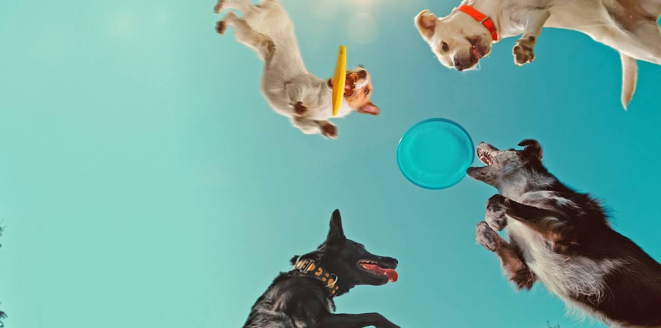 Inside the Mind of a Dog (2024)