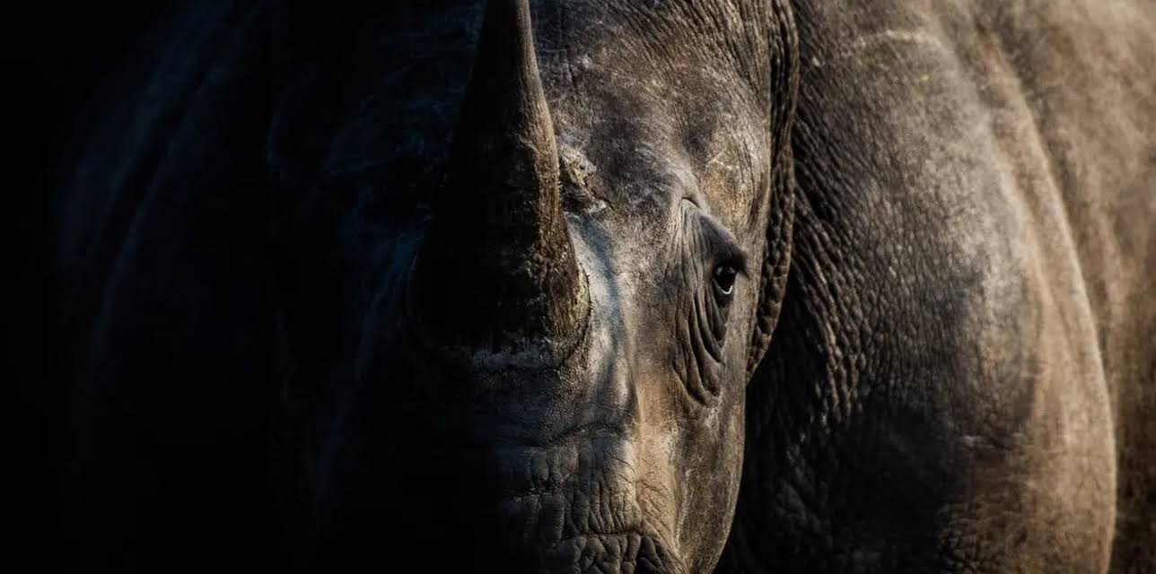 Rhino Rescue: Battling Extinction in South Africa (2024)