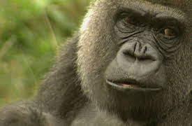 Animal Strategies: The Ground or the Tree