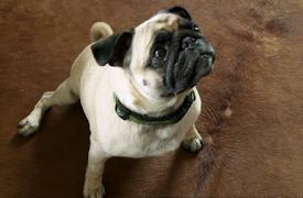 Brew Masters: Brygget