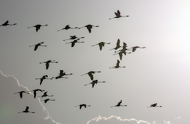 Djurens otroliga färder: I jakt på de afrikanska regnen