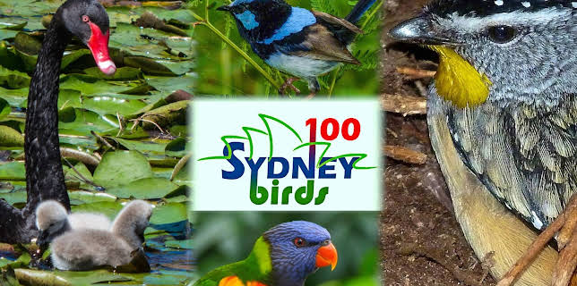 100 Sydney Birds (2022)