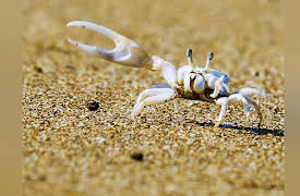 Secrets of the Rainforest: Crab Competition