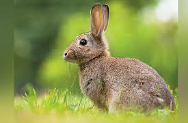 The Science of Gardening: What to Do about Herbivores