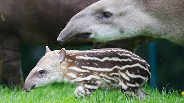 06:50: The Zoo (S4 E2) (S4) | Animal Planet | 4/7 2026