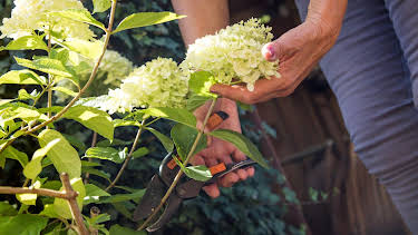 11:00: Schnittgut. Alles aus dem Garten | ARD Alpha | 2/20 2026
