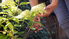 Schnittgut. Alles aus dem Garten