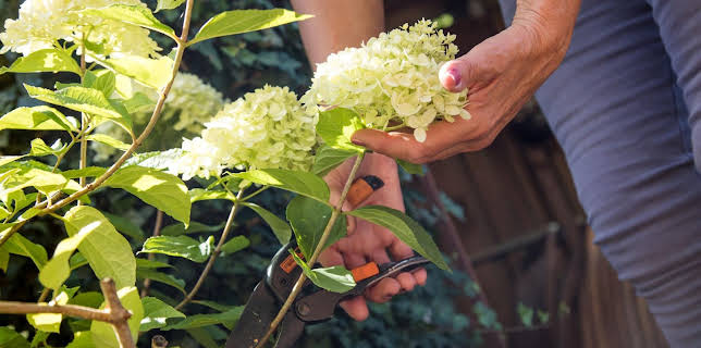 15:30: Schnittgut. Alles aus dem Garten | BR Fernsehen | 2/19 2026