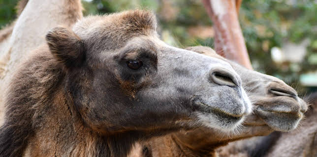 05:55: Giraffe, Erdmännchen & Co. (150) | HR Fernsehen | 1/13 2026