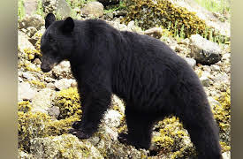 Canada: A Year In The Wild: Spring