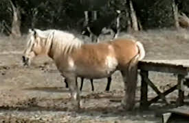 Life's Funniest Moments: Season 1: Episode 223