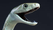 Grandes Documentales Tecnologia Animal