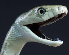 Documental  Tecnologia Animal