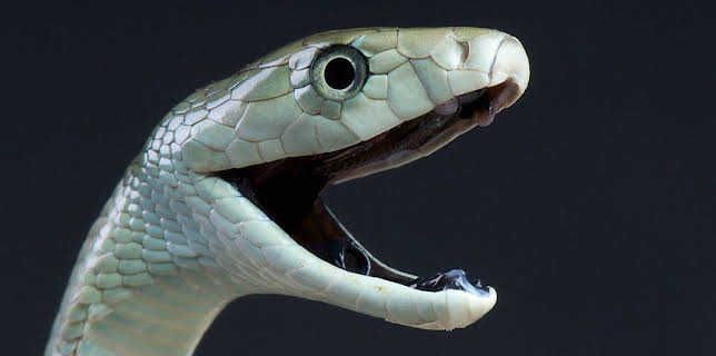 17:15: Grandes Documentales Tecnologia Animal | LA 2 | 3/2 2026