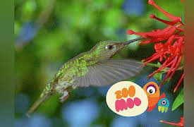 Animal All Stars: Acrobatic Animals